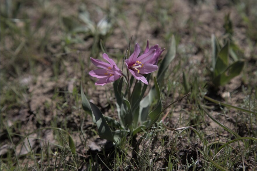 A rare pink adobe lily, which is native to California, is seen at Molok Luyuk near Lake Berryessa, Calif. on April 14, 2023.