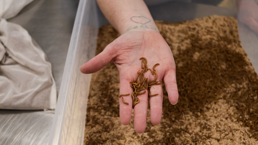 Emily Bush, who is incarcerated at Ohio Reformatory for Women in Marysville, holds mealworms from the prison’s mealworm farm, Oct. 15, 2026.