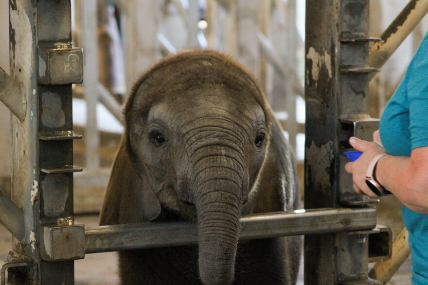 Baby African elephant Kijani sticks his head through the bars of a pen while training with Katie Muninger, the elephant manager at the Sedgwick County Zoo. 