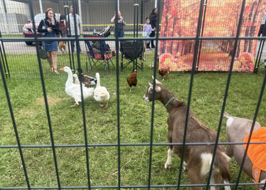 Children were able to interact with various animals, such as goats, geese and chicken, at the Boo Bash & Barkfest on Saturday, Oct. 17, 2026. (Arjun Mendiratta/WUFT News)