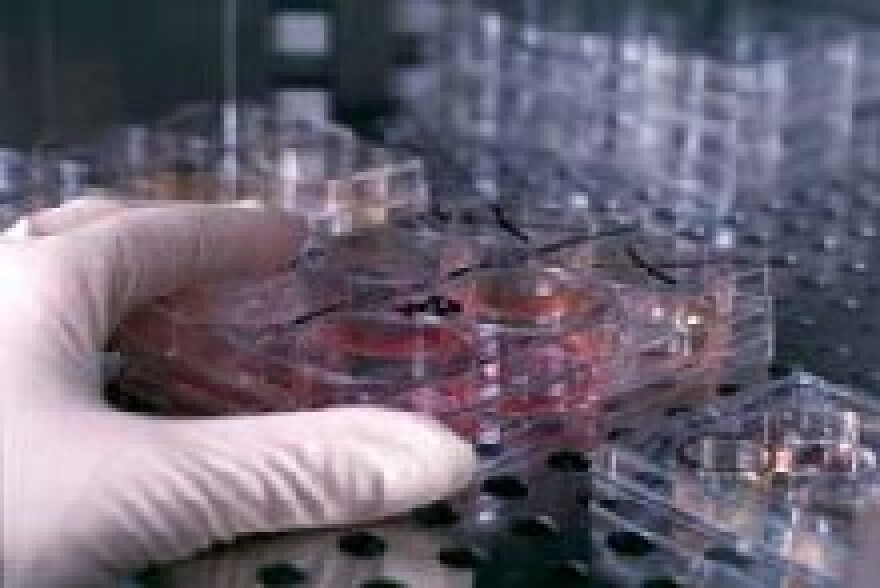 Culture trays containing human embryonic stem cells/Jeff Miller