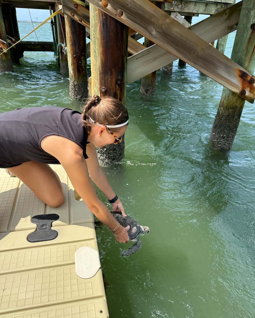 North Carolina State University Ph.D. candidate Lindsay Curl first spotted the distressed turtle back in April while conducting fieldwork near Harkers Island.