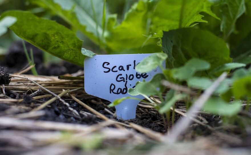 A sign in the garden shows where visitors can find radishes.