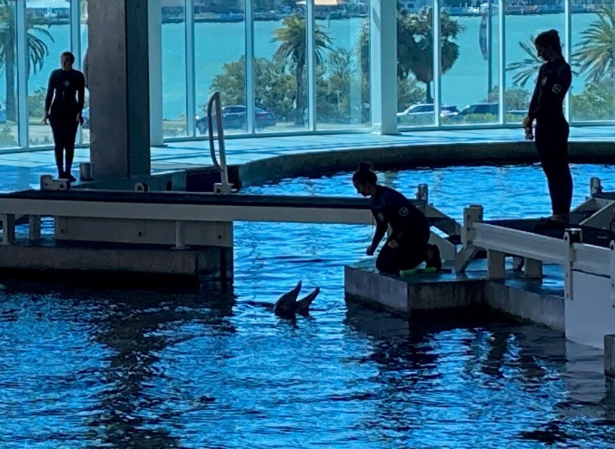 Feeding dolphins in a holding tank