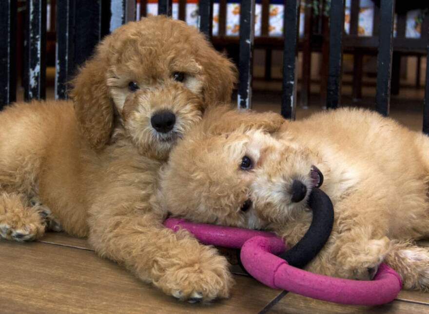 Puppies play in a cage at a pet store. (Jose Luis Magana/AP)