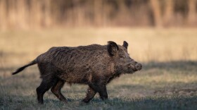 Wild boar (sus scrofa ferus) walking on meadow in front of forest in early spring. Wildlife in natural habitat