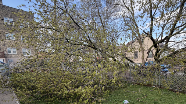 Heavy overnight storms in Milwaukee from Monday, April 14 into Tuesday, April 15 brought down this tree. One of many impacts from the rain and strong winds across the area.