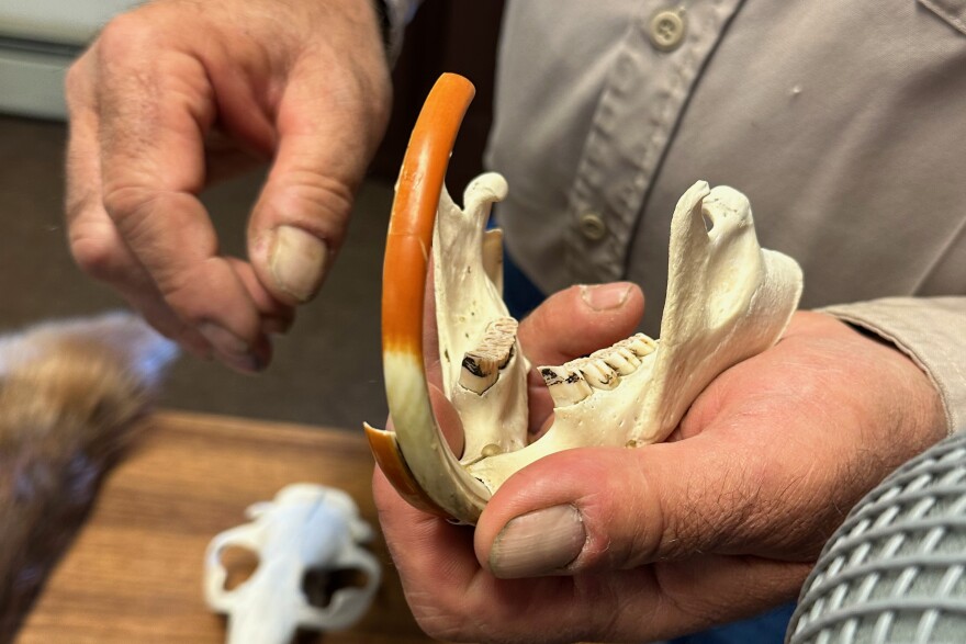 Long in the tooth: state wildlife specialist Dan Zadra shows how a beaver tooth grows from the animal's skull