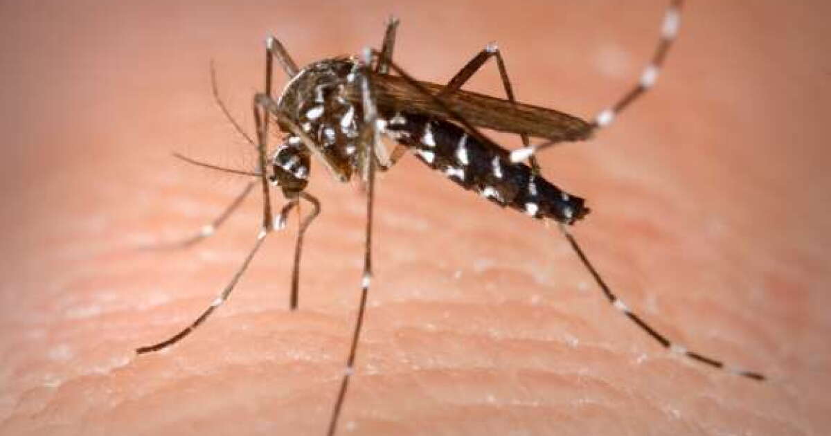 Florida Braces for Dengue Outbreak Amid Mosquito Surge