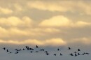 Migrating cranes fly during the dusk near Straussfurt, central Germany, Thursday, Nov. 1, 2012. (AP Photo/Jens Meyer)