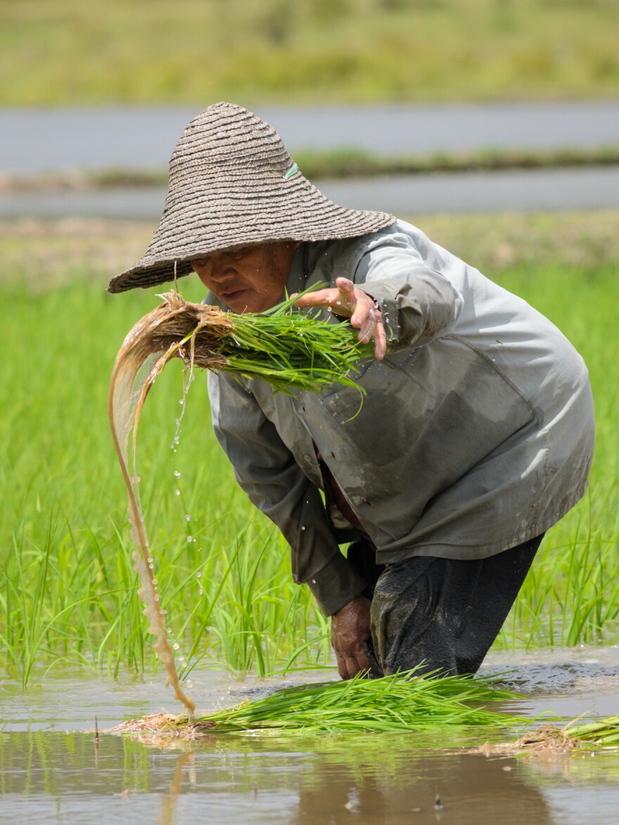 A woman replants paddy rice by hand in Bario, in the Kelabit Highlands of Malaysia. A logging road has brought many changes to the Kelabit people of the interior highlands of Sarawak in Malaysia, including more mechanized ways of growing rice.