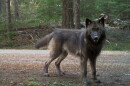 A juvenile wolf, born in April 2024, of Oregon's Grouse Ridge Pack, standing in front of a trail camera on U.S. Forest Service land on Jan. 23, 2025, in Jackson County, Ore.