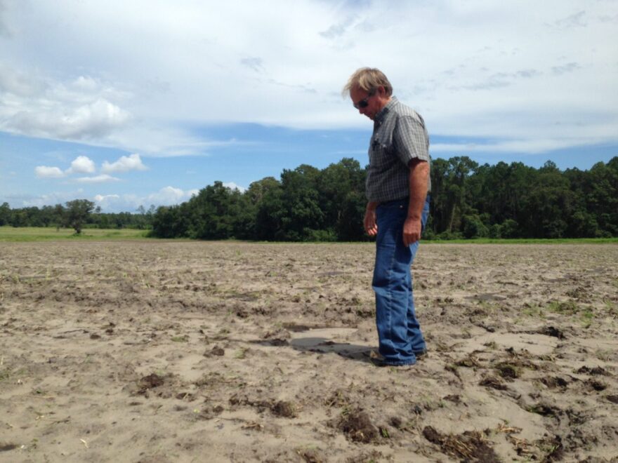 Roy Brown wades through the mud on his strawberry field. He has had to postpone planting this year due to due to recent flooding.