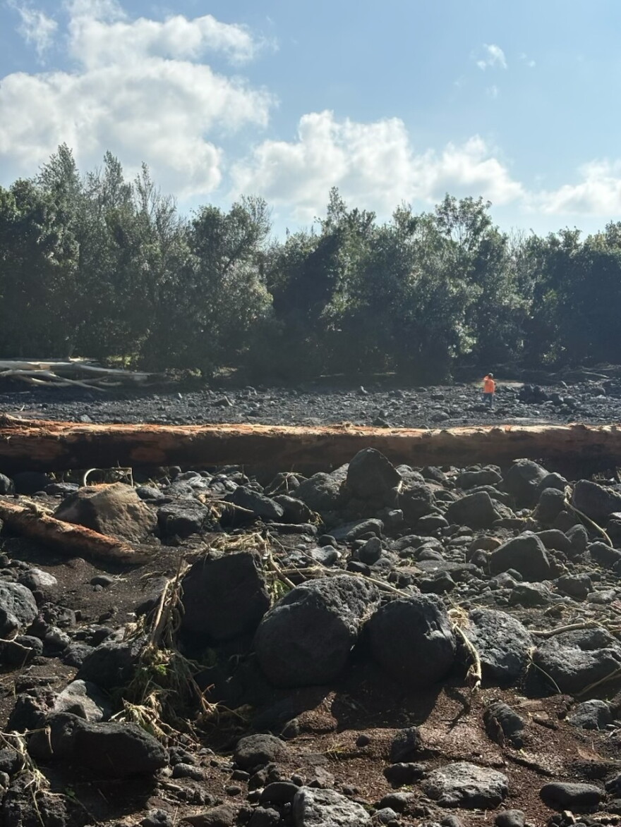 One of Hawaiian Macadamia Nut Company following Hurricane Lala.