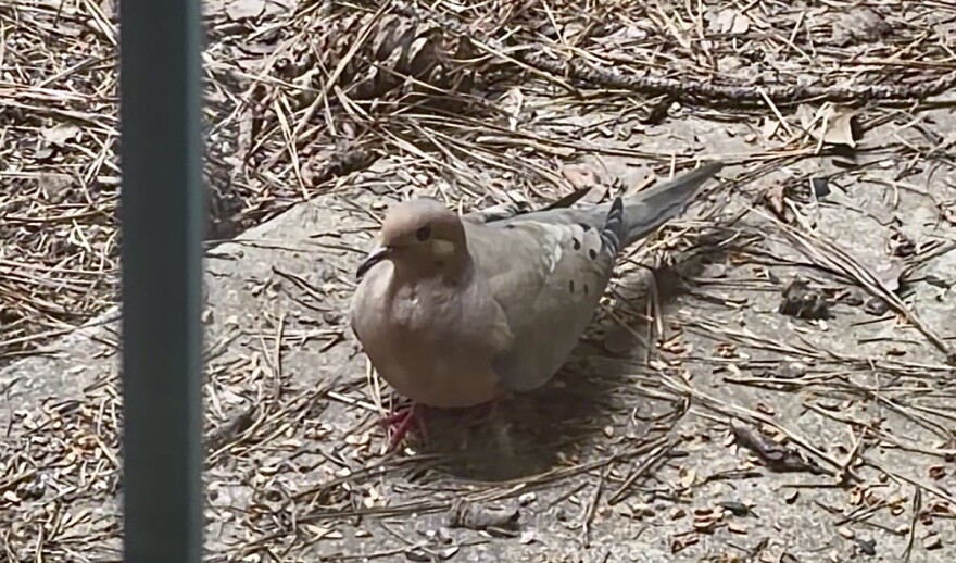 Mourning dove seen through a window on a residential home in Birmingham.