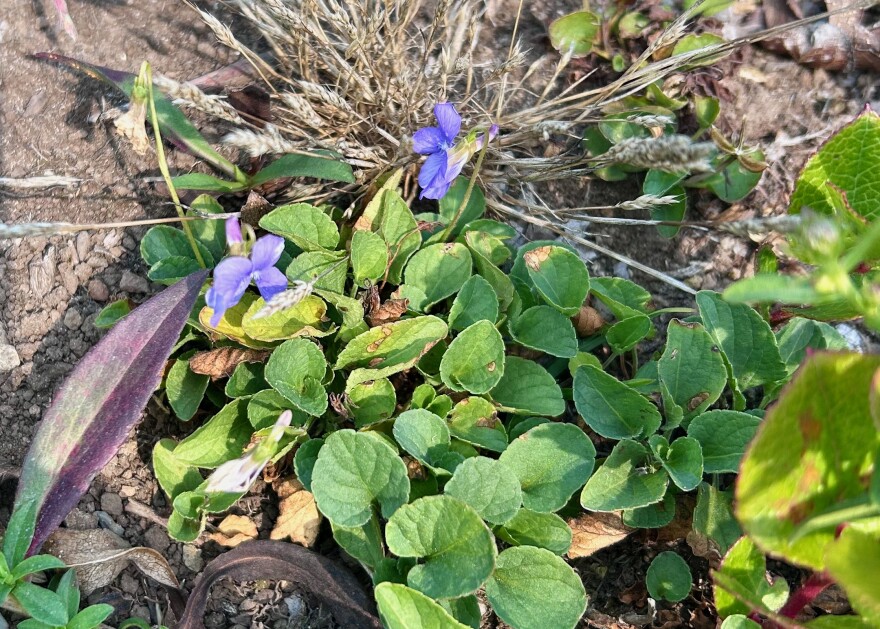 A blue violet with two blooms