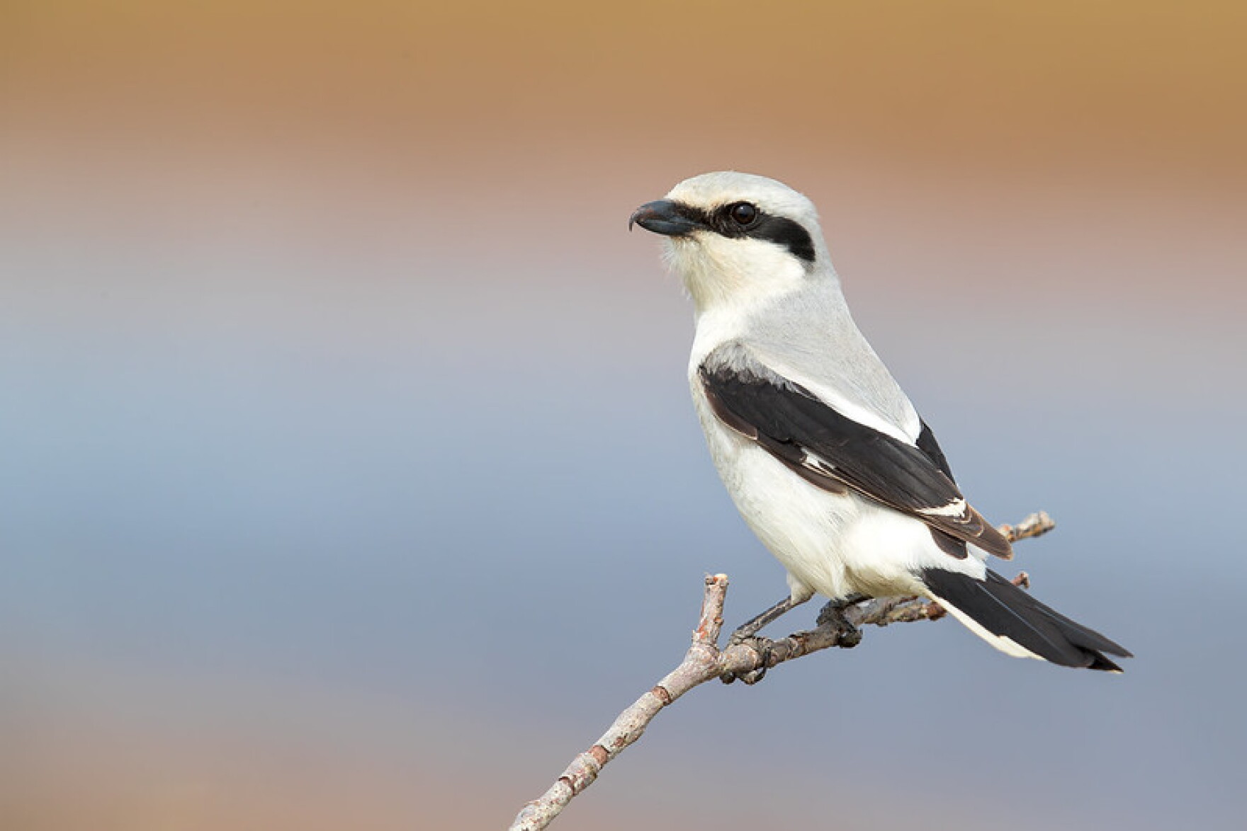 Shrikes | CAI