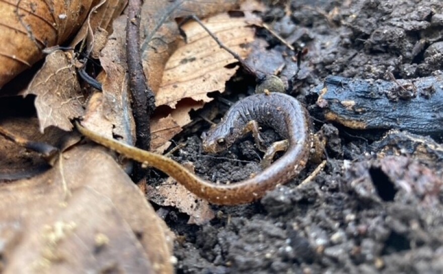 The first four-toed salamander ever found in Ozaukee County, October 29, 2022.