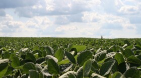 Soybeans like in this file photo are a crop that has been hurt by the ongoing trade war.
