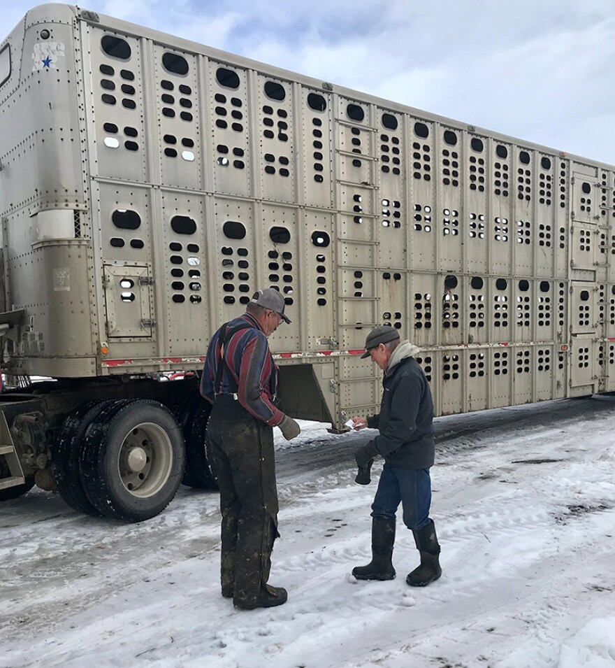 Byron Stimpson and Randall Shinn load cattle at Seacross Ranch to take to market in Billings. Photo by Sarah Brown.