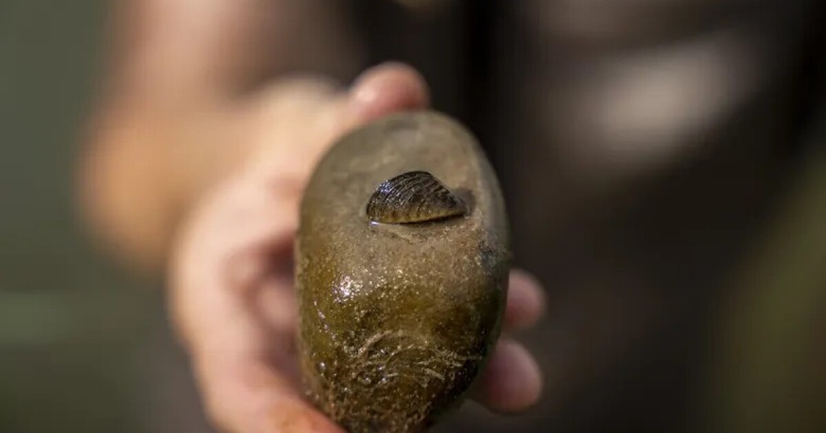 ‘An incredible fight ahead:' Colorado calls in reinforcements to contain zebra mussel threat