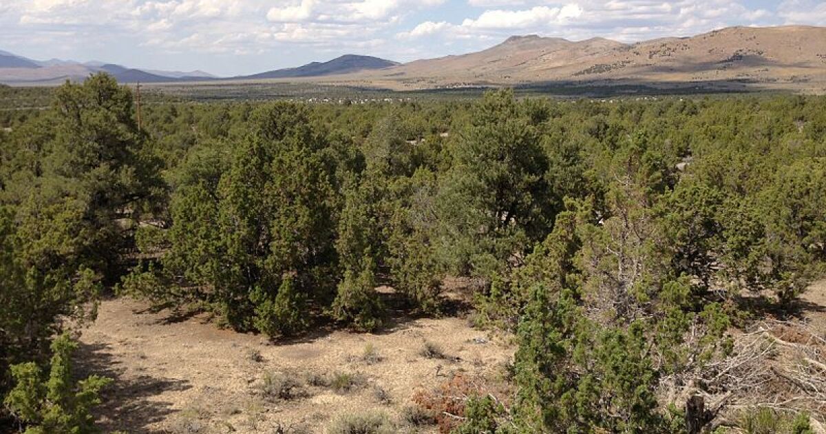 Pinyon Juniper Removal Reduces Fire Risk But Could Harm Forest Ecosystems