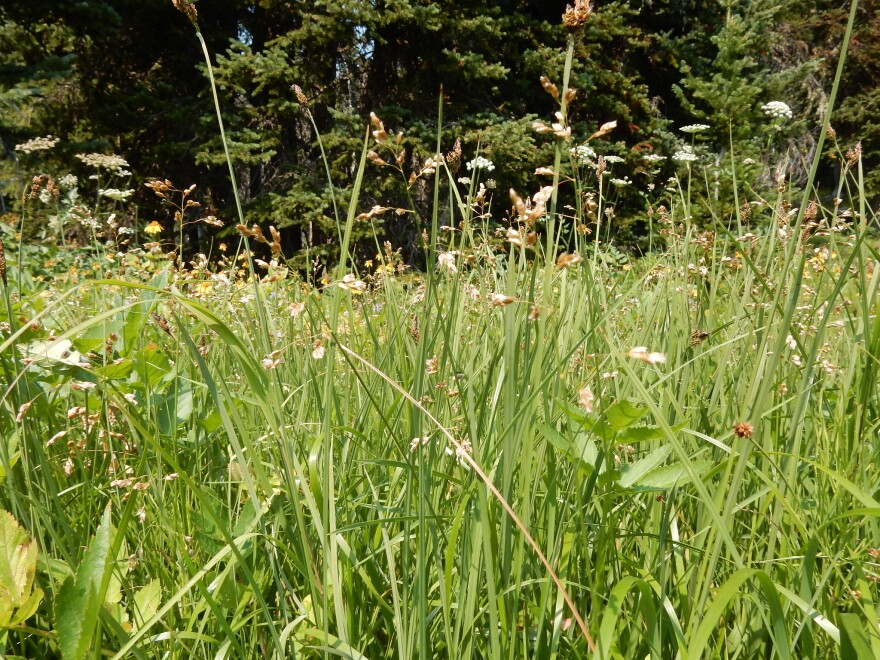 Hierochloe odorata 'Sweet Grass