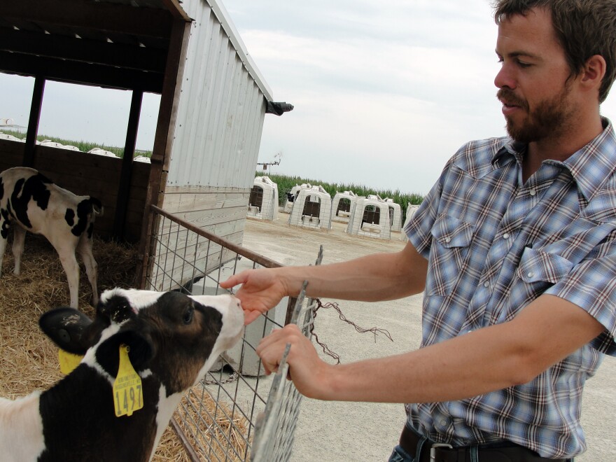 Herd manager Chris Heins greets a calf at his dairy farm near Higginsville, Mo. It will be about two years before a calf like this one is ready to be milked, so keeping them comfortable and healthy is a top concern.