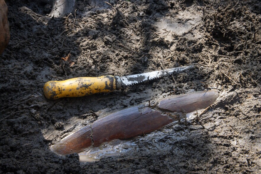A mastodon bone discovered at an archeological dig by SUNY Orange.