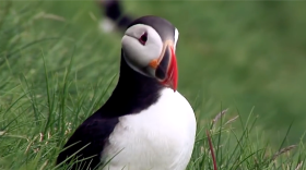 Still from Matthew Gilbert's video Project Puffin