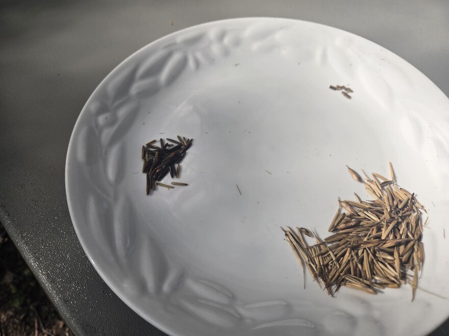 Cleaned wild rice grains, left, and rice still in its husks, right