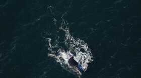 The North Atlantic right whale known as Champagne was spotted on Friday, November 28 swimming with her newborn calf off the coast of Litchfield by the Sea, South Carolina.