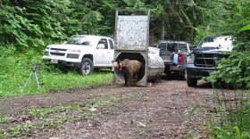 A grizzly bear coming out of the cylindrical container used to capture and transport bears. The bear was moved to the Cabinet Mountains in July of 2019 as part of an ongoing effort to recover the area’s population.