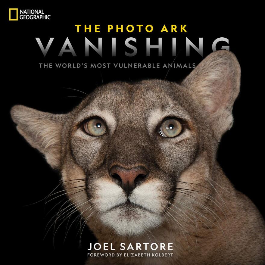 This Florida Panther's agate-clear eyes look upward to an uncertain future, ears lopsided, his expression seeming to say more eloquently than the signage that his species is endangered and likely not long for this earth.