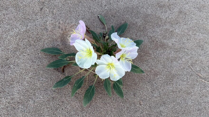 Rebekah Doyle flowers 2