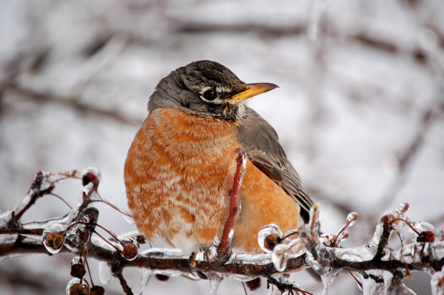 winter robin