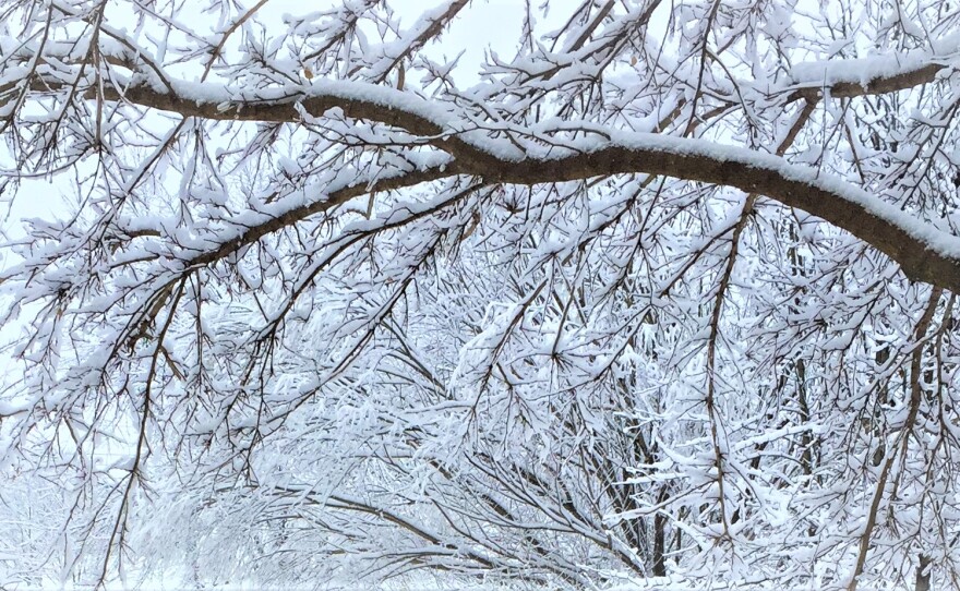 Snow and ice-covered trees in Lawrence. (Photo by J. Schafer) 