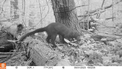 A fisher captured on a trail camera on in Ohio on May 31st, 2023ave been confirmed in nine northeast Ohio counties through verified sightings. The fisher is a medium-sized mammal related to river otters and weasels.