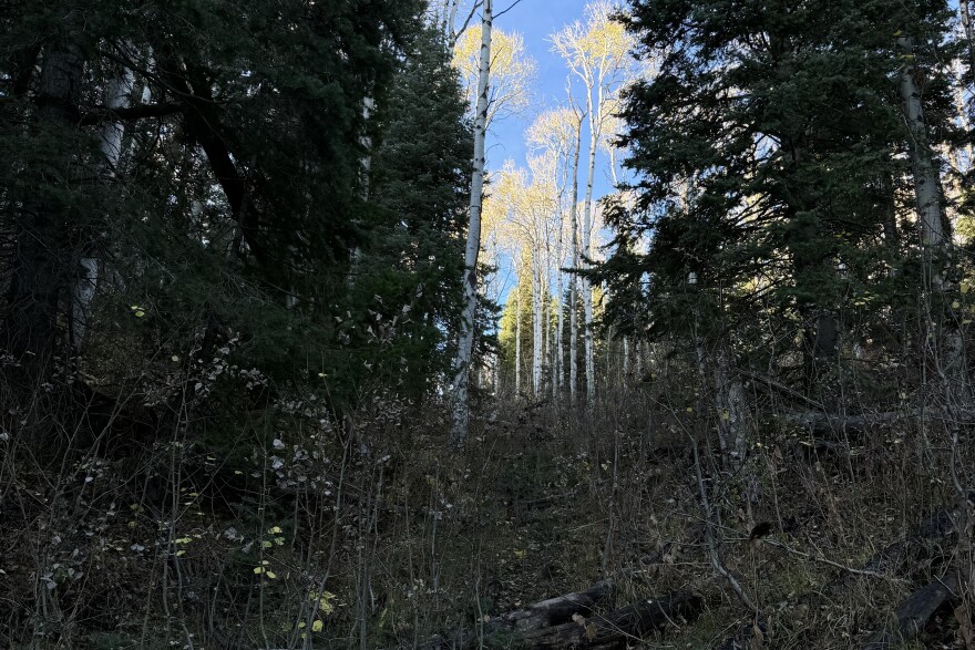 The jeep trail climbs up to the western ridge of the 910 Cattle Ranch above.