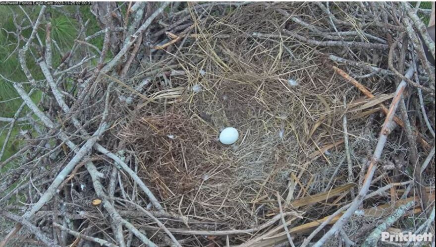  F23 and M15's first egg as a mated pair.