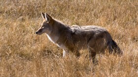 A coyote hunts for small mammals in the tall grass, October 2008.