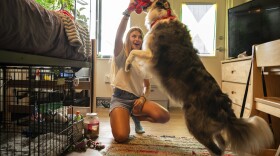 Sophie Nocera, 21, a senior at Eckerd College, plays with her dog Zuco in her college dorm on Wednesday, Aug. 20, 2025 in St. Petersburg.