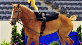 Kentucky cup vaulting