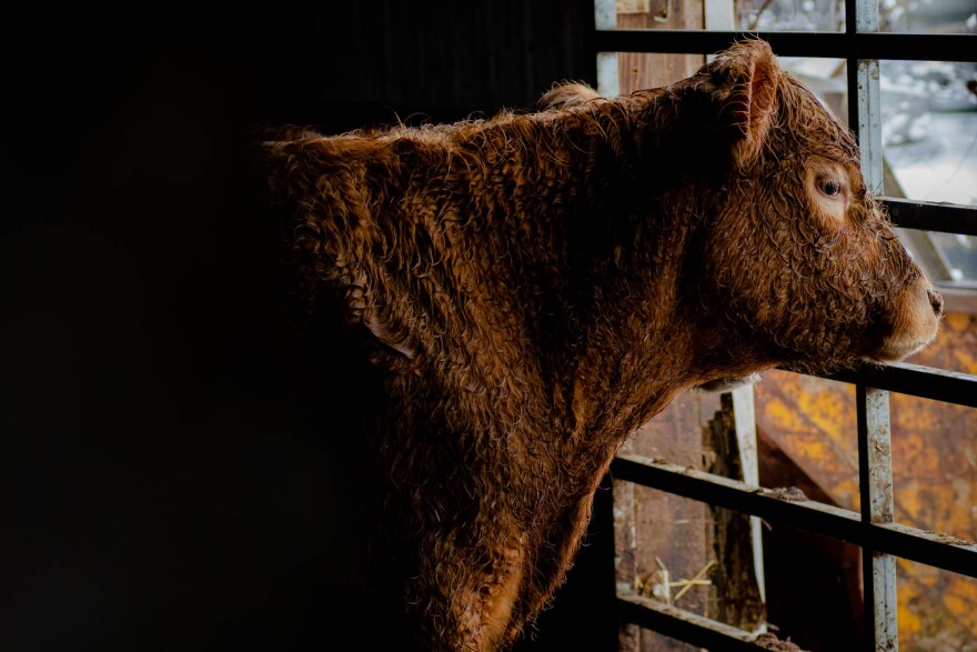 Grostic continues to care for nearly 150 cows that were “seized” by the state, yet remain on his land and can’t be sold. Grostic said Michigan State University is now using his farm and cows to conduct research on how PFAS is transferred from soil to various crops and cattle. He hopes it can lead to more science-backed decisions and help farmers better navigate PFAS.