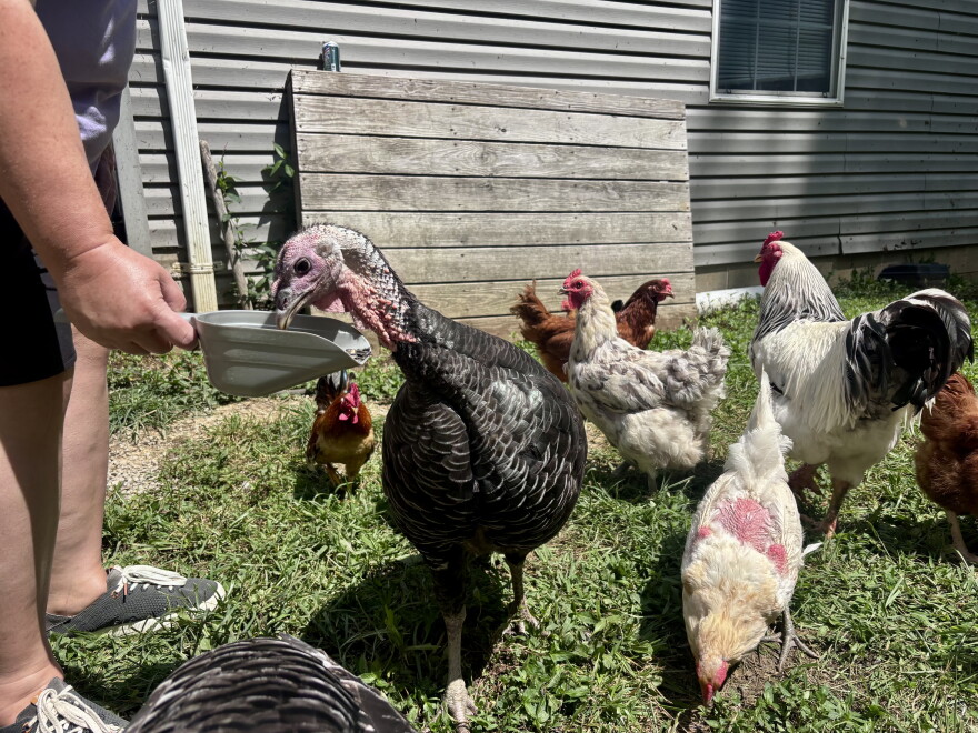 A woman holds out a scoop with sunflower feeds while a turkey pecks at the food. In the background, several large and small chickens look for seeds.