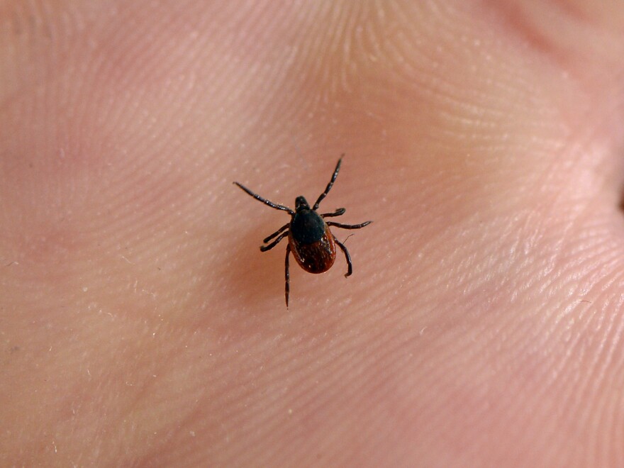 A tick is pictured at the French National Institute of Agricultural Research in 2016. Climate change is making tick season longer.