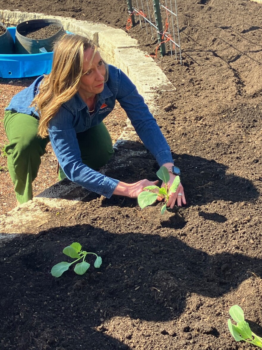 Emily Swihart plants cabbage outside in the garden at Scott County Extension of Iowa State University, Bettendorf, Monday, April 6, 2026.
