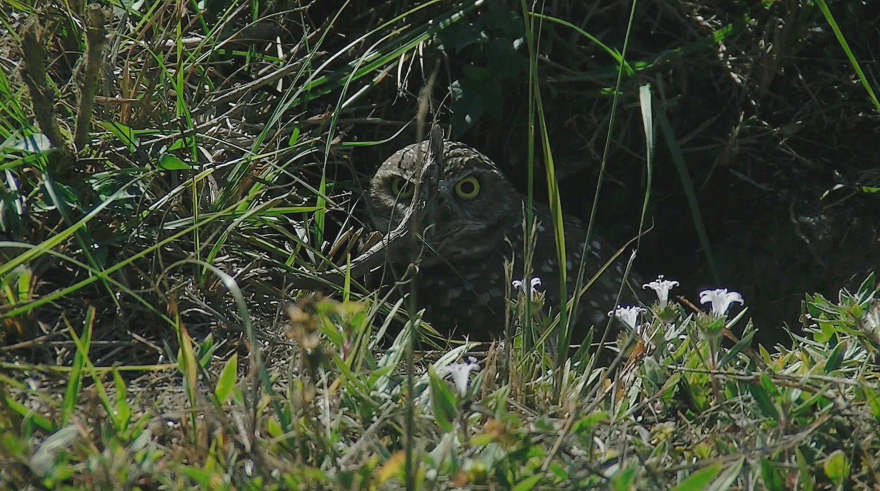 Protected Cape Coral Burrowing Owl in Pascha's Reserve.