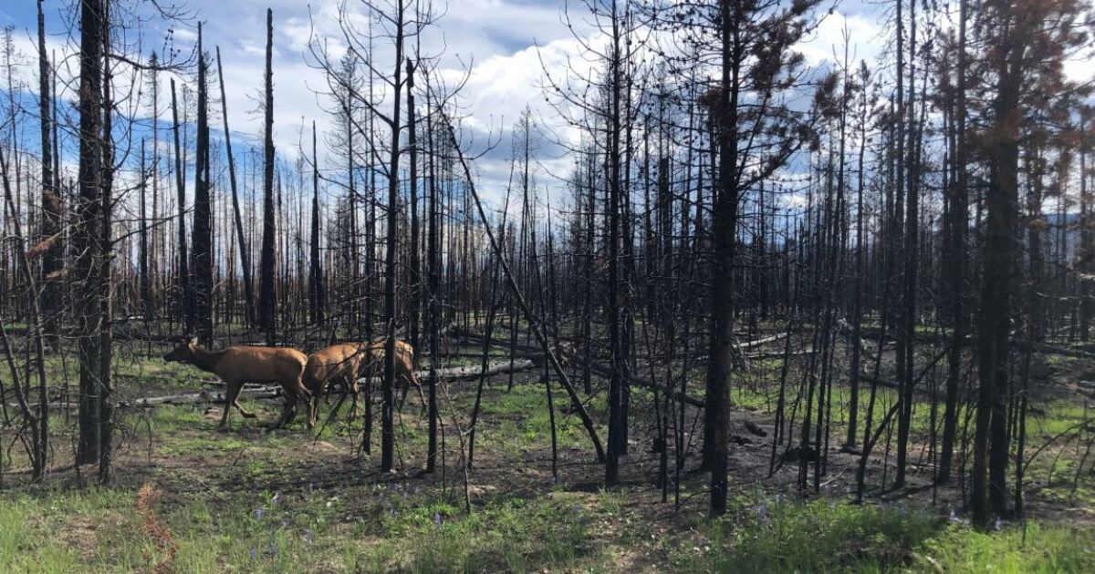 Some types of wildfires keep hikers and campers away more than others, research suggests