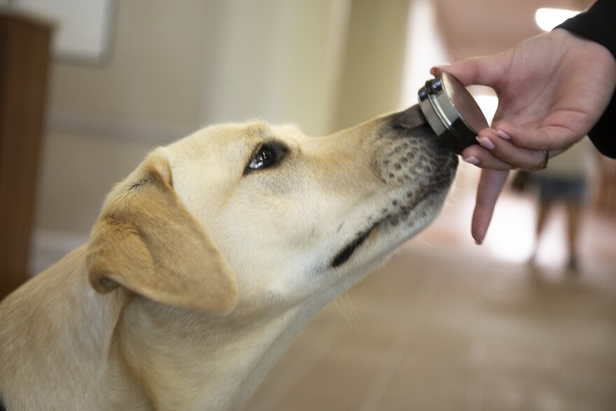 Buffy_DM_060921.jpg A yellow lab sniffs a round, silber container with a COVID-19 sample inside. 